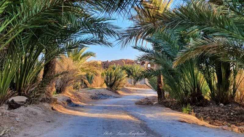 Palm trees in Garmeh Iran