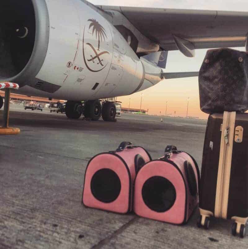 Danni's two cats in pink carriers with her cabin luggage on the airport tarmac with a Saudia airplane in the background