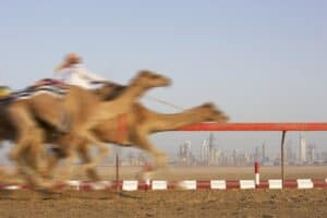 Camels racing at the Dubai Camel Race Tracik with the Dubai skyline in the background