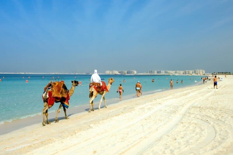 Camels on the beach walking at JBR with swimmers and people in swimwear on the beach