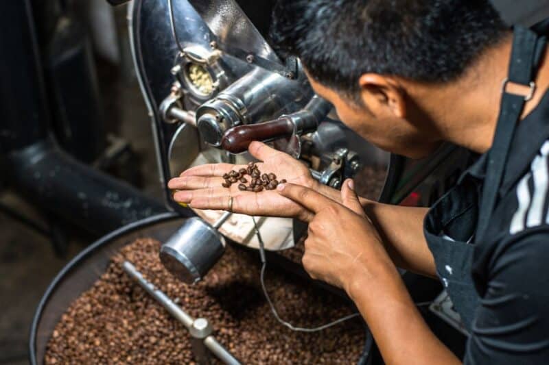 Man coffee roasting in Dubai with an industrial coffee roasting machine
 and inspecting the beans for a good cup of coffee in Dubai