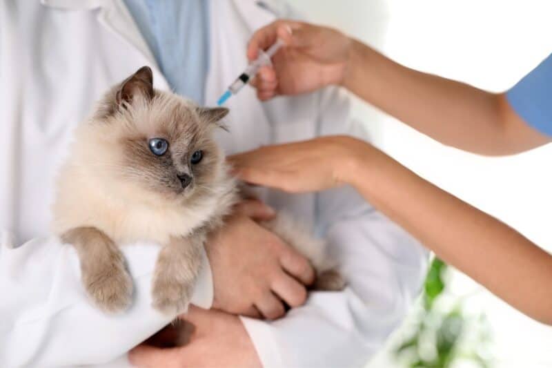 A vet assistant hold a cat as the vet administers a vaccine ready for travel