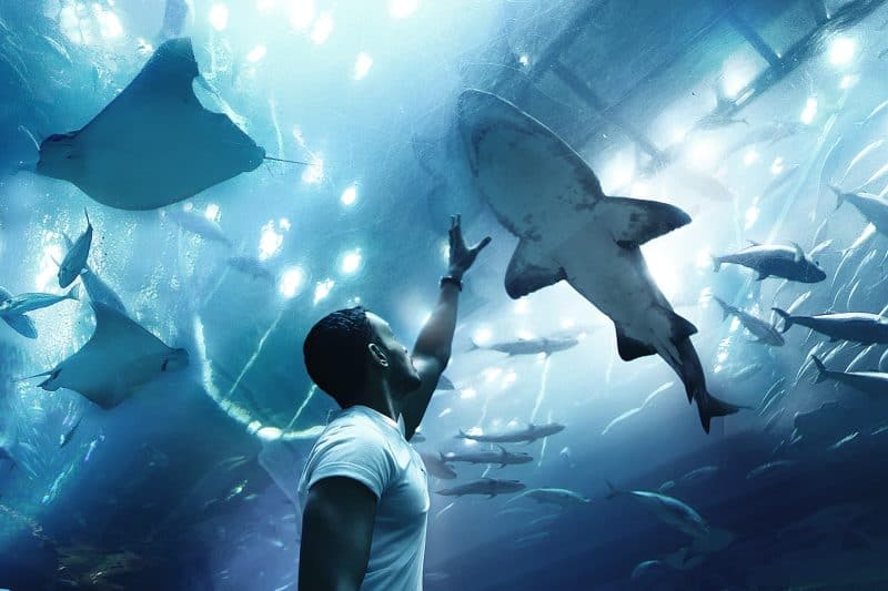 A man reaching up to touch a shark as it swims above him at Dubai Aquarium and Underwater Zoo