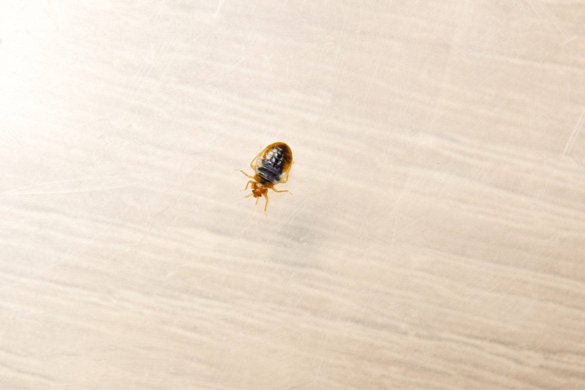 Bed bugs in Dubai and does the city of luxury have them?