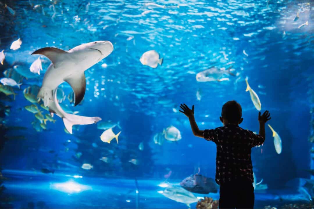 A little boy up against the glass looking at sharks and fish swimming at Lost Chamber Aquarium