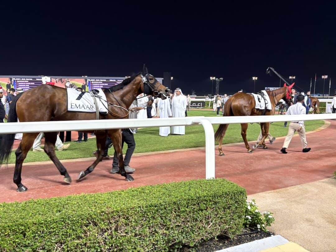 A close up of horses being paraded around the Parade Ring before the race at Meydan Racecourse with their numbers on