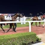 A close up of horses being paraded around the Parade Ring before the race at Meydan Racecourse with their numbers on