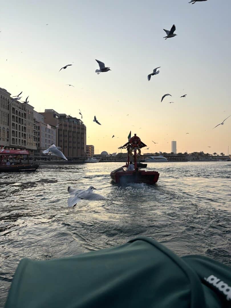 Seagulls fly overahead as the sun sets over Dubai creek with a small wooden boat called an abra motors ahead through the water, the top of a stroller canopy sits at the front of the frame riding on a second abra out of the frame, with Bur Dubai buildings to the left
